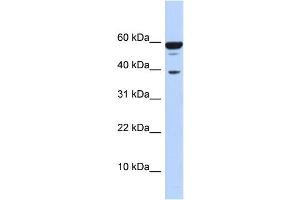 WB Suggested Anti-PPP1R8 Antibody Titration:  0. (PPP1R8 anticorps  (Middle Region))