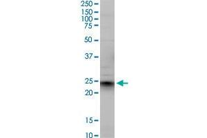 EFNA5 monoclonal antibody (M01), clone 1F12.