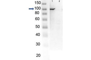 Western Blot of Rabbit anti-PARP1-ZF with lysate Western Blot of endogenous PARP1 with Rabbit Anti-PARP1 (N-term ZF1) Antibody.