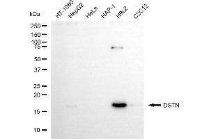 Western blotting analysis using DSTN antibody (ABIN7798322). (Recombinant Destrin anticorps)