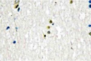 Immunohistochemistry (IHC) analyzes of DNA Ligase I antibody in paraffin-embedded human brain tissue. (LIG1 anticorps)