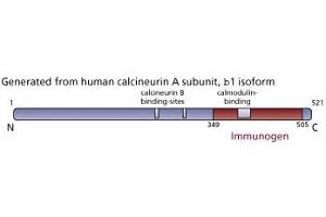 Image no. 1 for anti-Calcineurin (CAN) (AA 349-505) antibody (ABIN967510) (CAN anticorps  (AA 349-505))