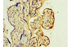 Immunohistochemistry of paraffin-embedded human placenta tissue using ABIN7174000 at dilution of 1:100 (YARS2 anticorps  (AA 228-477))