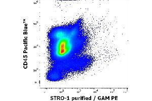 Flow cytometry multicolor surface staining pattern of human bone marrow cells using anti-human STRO-1 (STRO-1) purified antibody (concentration in sample 4 μg/mL, GAM PE) and anti-human CD45 (MEM-28) Pacific Blue antibody (4 μL reagent per milion cells in 100 μL of cell suspension). (STRO-1 anticorps)