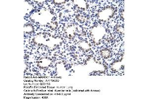 Human Lung (MANSC1 anticorps  (N-Term))