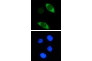 Cas9 antibody (mAb) tested by Immunoflourescence. (CRISPR-Cas9 (N-Term) anticorps)