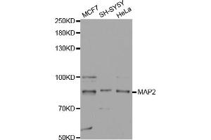 Western blot analysis of extracts of various cell lines, using MAP2 antibody (ABIN5970171) at 1/1000 dilution. (MAP2 anticorps)