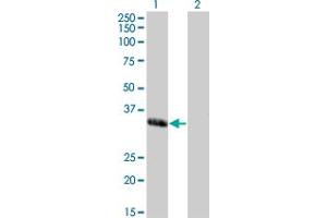 Western Blot analysis of MEOX1 expression in transfected 293T cell line by MEOX1 monoclonal antibody (M03), clone 2E12. (MEOX1 anticorps  (AA 165-252))