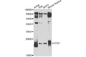 Western blot analysis of extracts of various cell lines, using CD3E Antibody. (CD3 epsilon anticorps  (AA 25-207))