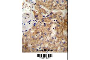 NDST1 Antibody immunohistochemistry analysis in formalin fixed and paraffin embedded human liver tissue followed by peroxidase conjugation of the secondary antibody and DAB staining. (NDST1 anticorps  (C-Term))