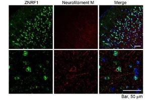 ABIN1590014 (10µg/ml) staining of paraffin embedded Mouse Cerebral Cortex. (ZNRF1 anticorps  (Internal Region))