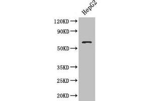 Western blot All lanes: SMAD4 antibody at 3 μg/mL + HepG2 whole cell lysate Secondary Goat polyclonal to rabbit IgG at 1/10000 dilution Predicted band size: 61 kDa Observed band size: 61 kDa (SMAD4 anticorps  (AA 27-195))