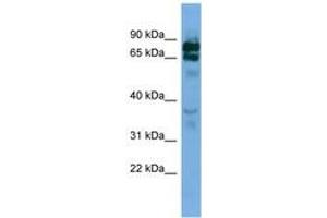 Image no. 1 for anti-Protocadherin beta 16 (PCDHB16) (AA 251-300) antibody (ABIN6745670) (PCDHB16 anticorps  (AA 251-300))