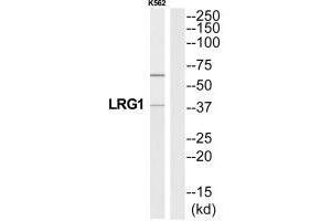 Western blot analysis of extracts from K562 cells, using A2GL antibody. (LRG1 anticorps  (C-Term))