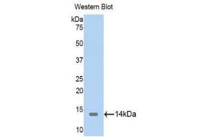 Western Blotting (WB) image for anti-Thioredoxin 2 (TXN2) (AA 60-166) antibody (ABIN1176125)