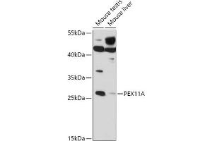 Western blot analysis of extracts of various cell lines, using PEX11A antibody (ABIN7269243) at 1:1000 dilution.