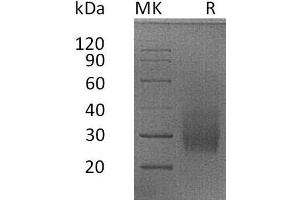 Western Blotting (WB) image for Tumor Necrosis Factor Receptor Superfamily, Member 14 (TNFRSF14) protein (His tag) (ABIN7320995)