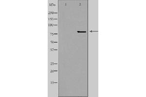 Western blot analysis of extracts from HepG2 cells, using ZNF280C antibody. (ZNF280C anticorps  (Internal Region))