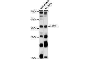 Western blot analysis of extracts of various cell lines, using PRSS21 antibody (ABIN7269581) at 1:1000 dilution. (PRSS21 anticorps  (AA 150-220))