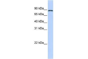 WB Suggested Anti-CPEB4 Antibody Titration:  0. (CPEB4 anticorps  (N-Term))