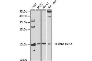 Western blot analysis of extracts of various cell lines, using Histone H2AX antibody (ABIN6134695, ABIN6141564, ABIN6141567 and ABIN6219268) at 1:1000 dilution. (Histone H2A anticorps)