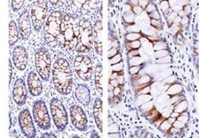 Immunohistochemical staining of human small intestine with ECM1 monoclonal antibody, clone SPM217 .