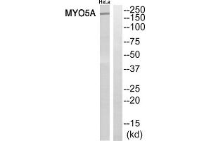 Western blot analysis of extracts from HeLa cells, using MYO5A antibody. (MYO5A anticorps  (C-Term))
