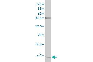 FXYD2 monoclonal antibody (M01), clone 1C3-B3 Western Blot analysis of FXYD2 expression in Jurkat .