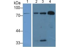 Rabbit Detection antibody from the kit in WB with Positive Control: Sample Lane1: Human Liver lysate; Lane2: Human Lung lysate; Lane3: Mouse Lung lysate; Lane4: Human Serum lysate. (Lactoferrin Kit ELISA)
