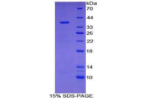 SDS-PAGE analysis of Mouse NADH Dehydrogenase 1 Protein. (MT-ND1 Protéine)