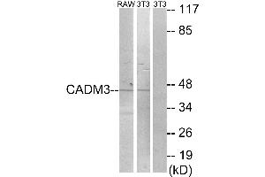 Western blot analysis of extracts from RAW264. (CADM3 anticorps)