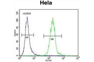 Flow cytometric analysis of Hela cells using LDLRAD2 Antibody (Center) Cat. (LDLRAD2 anticorps  (Middle Region))