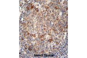 ABCC10 antibody (Center) immunohistochemistry analysis in formalin fixed and paraffin embedded human tonsil tissue followed by peroxidase conjugation of the secondary antibody and DAB staining. (ABCC10 anticorps  (Middle Region))