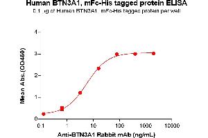 ELISA plate pre-coated by 1 μg/mL (100 μL/well) Human A1 protein, mFc-His Tag (ABIN6961119, ABIN7042267 and ABIN7042268) can bind Anti-A1 Rabbit mAb in a linear range of 3.