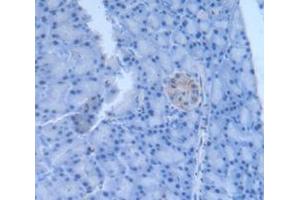 IHC-P analysis of Rat Tissue, with DAB staining. (LEFTY1 anticorps  (AA 169-368))