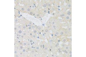 Immunohistochemistry of paraffin-embedded rat liver using SLC3A2 antibody.
