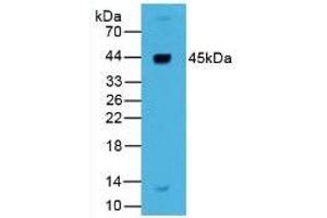Rabbit Detection antibody from the kit in WB with Positive Control: Human liver tissue. (Renin Kit CLIA)