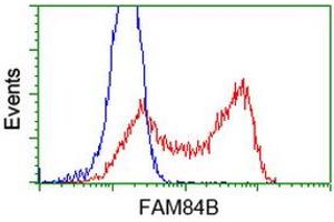 HEK293T cells transfected with either RC207996 overexpress plasmid (Red) or empty vector control plasmid (Blue) were immunostained by anti-FAM84B antibody (ABIN2453035), and then analyzed by flow cytometry. (FAM84B anticorps)