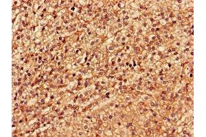 Immunohistochemistry of paraffin-embedded human adrenal gland tissue using ABIN7174192 at dilution of 1:100