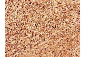 Immunohistochemistry of paraffin-embedded human adrenal gland tissue using ABIN7174192 at dilution of 1:100 (LSM4 anticorps  (AA 1-139))