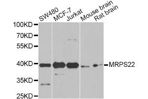 Western blot analysis of extracts of various cell lines, using MRPS22 Antibody. (MRPS22 anticorps)