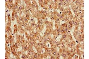 Immunohistochemistry of paraffin-embedded human liver tissue using ABIN7144112 at dilution of 1:100 (ANGPTL3 anticorps  (AA 17-268))