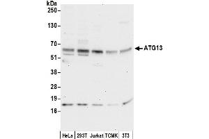 Western Blotting (WB) image for anti-Autophagy Related 13 (ATG13) (AA 450-500) antibody (ABIN7449999)