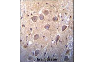 Metabotropic Glutamate Receptor 7 (GPRC1G) Antibody immunohistochemistry analysis in formalin fixed and paraffin embedded human brain tissue followed by peroxidase conjugation of the secondary antibody and DAB staining.