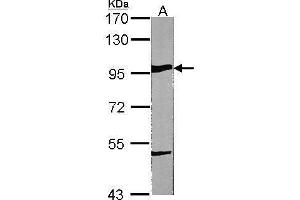 WB Image Sample (30 ug of whole cell lysate) A:NIH-3T3 7. (GRP94 anticorps  (C-Term))