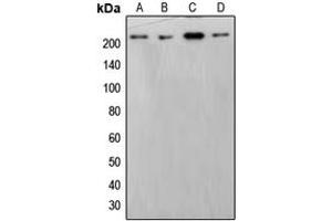 Western blot analysis of BRM expression in HepG2 (A), HeLa (B), THP1 (C), NIH3T3 (D) whole cell lysates. (SMARCA2 anticorps  (Center))
