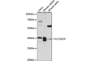 Western blot analysis of extracts of various cell lines, using SLC25A39 antibody (ABIN6290961) at 1:1000 dilution.