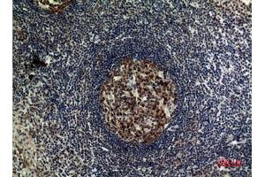 Immunohistochemical analysis of paraffin-embedded human-tonsilla, antibody was diluted at 1:100.