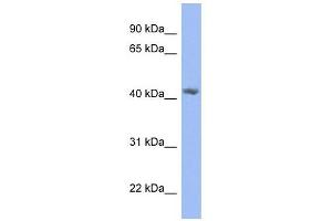 PRPSAP2 antibody used at 1 ug/ml to detect target protein. (PRPSAP2 anticorps  (N-Term))