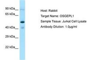 Image no. 1 for anti-O-Sialoglycoprotein Endopeptidase-Like 1 (OSGEPL1) (C-Term) antibody (ABIN6750219) (OSGEPL1 anticorps  (C-Term))